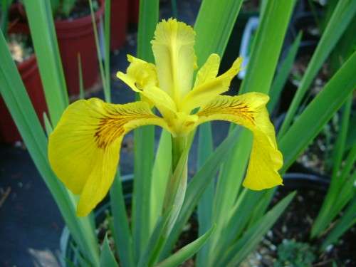 Iris - pseudacorus Variegata